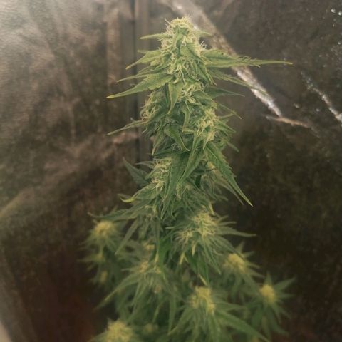 Wedding Cake 2 growlog timeline photo