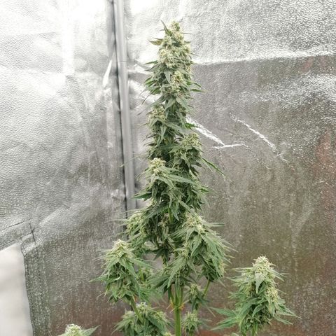 Wedding Cake 2 growlog timeline photo