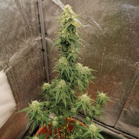 Wedding Cake 2 growlog timeline photo
