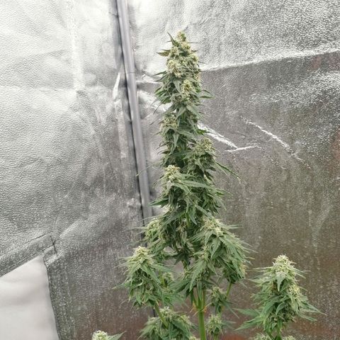 Wedding Cake 2 growlog timeline photo