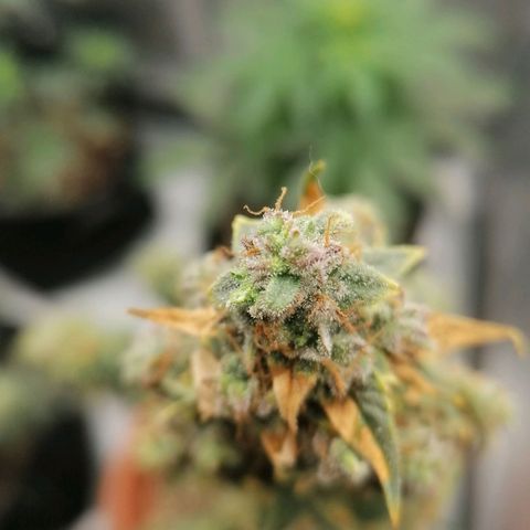 Wedding Cake 2 growlog timeline photo