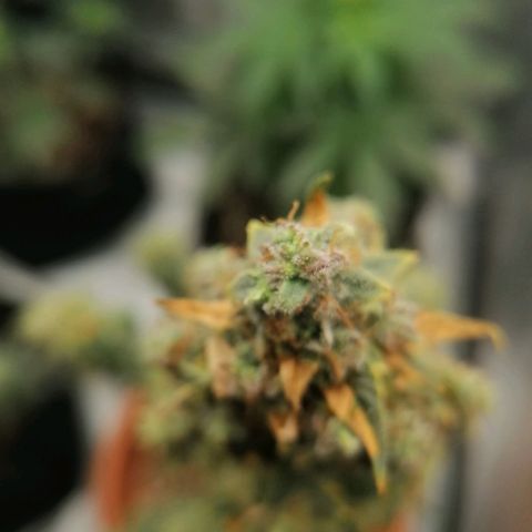 Wedding Cake 2 growlog timeline photo