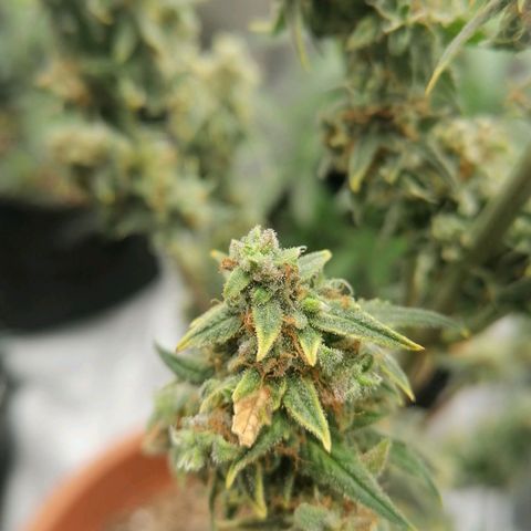 Wedding Cake 2 growlog timeline photo