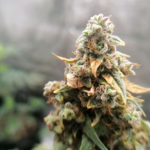 Wedding Cake 2 growlog timeline photo