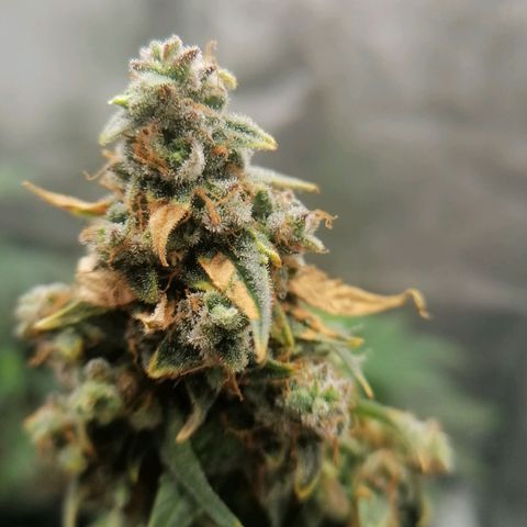 Wedding Cake 2 growlog timeline photo