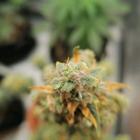 Wedding Cake 2 growlog timeline photo