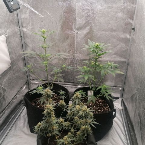 Wedding Cake 2 growlog timeline photo