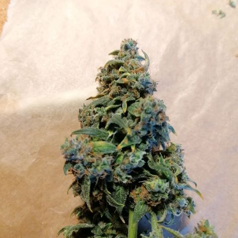 Wedding Cake 2 growlog timeline photo