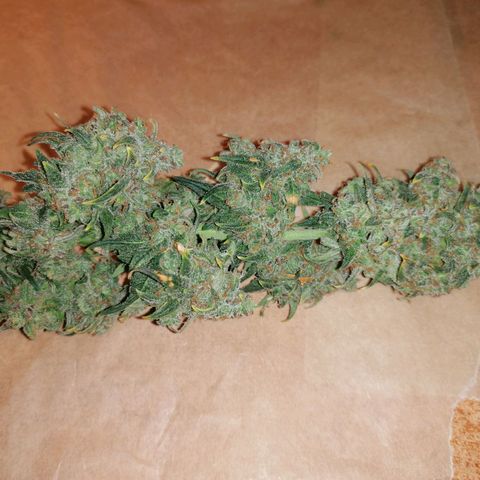 Wedding Cake 2 growlog timeline photo