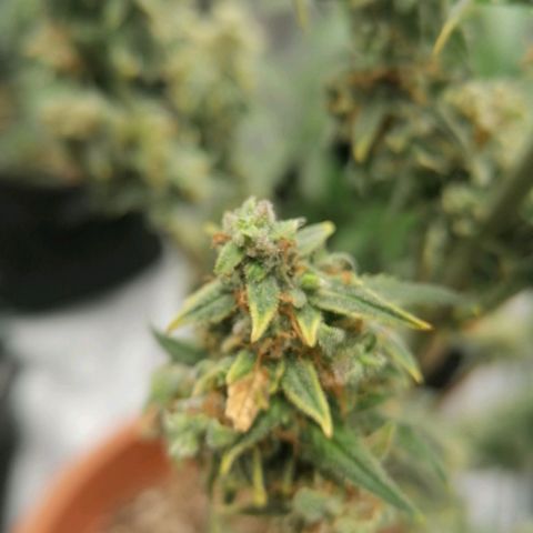 Wedding Cake 2 growlog timeline photo