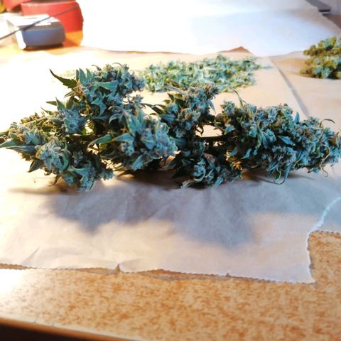 Wedding Cake 2 growlog timeline photo