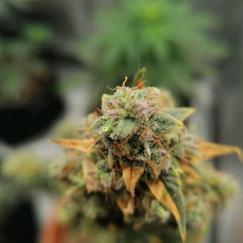 Wedding Cake 2 growlog timeline photo