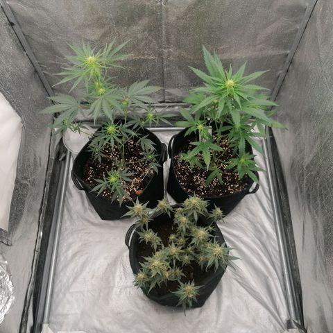 Wedding Cake 2 growlog timeline photo