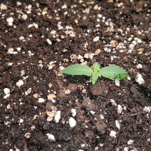 Northern Light Automatic growlog timeline photo