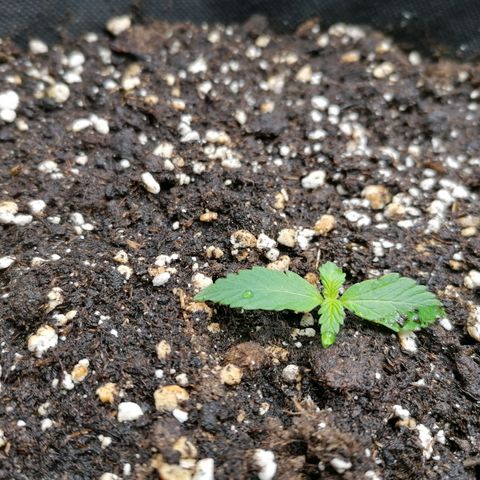 Northern Light Automatic growlog timeline photo