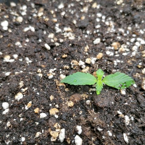 Northern Light Automatic growlog timeline photo