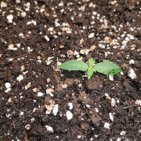 Northern Light Automatic growlog timeline photo