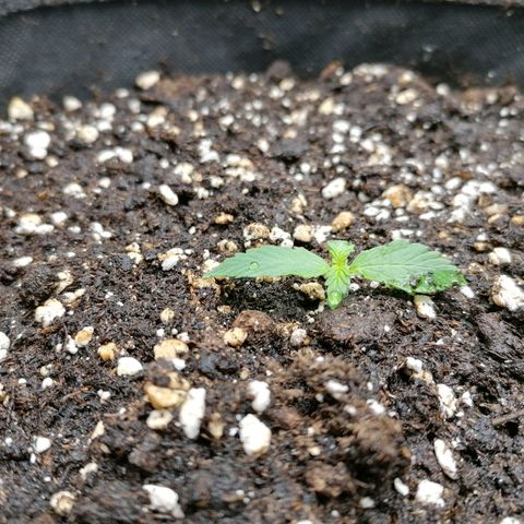 Northern Light Automatic growlog timeline photo
