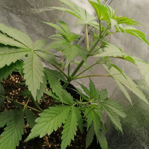 Northern Light Automatic growlog timeline photo