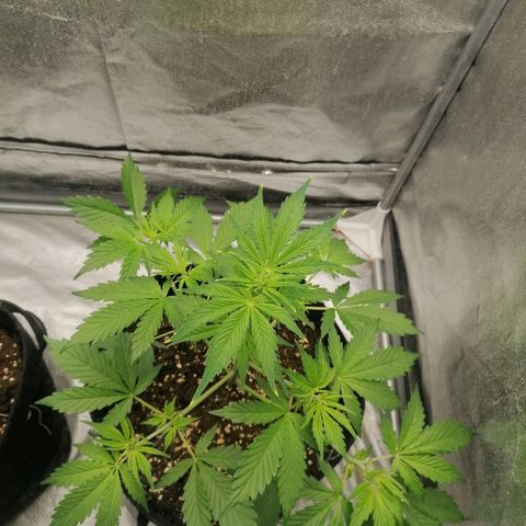 Northern Light Automatic growlog timeline photo