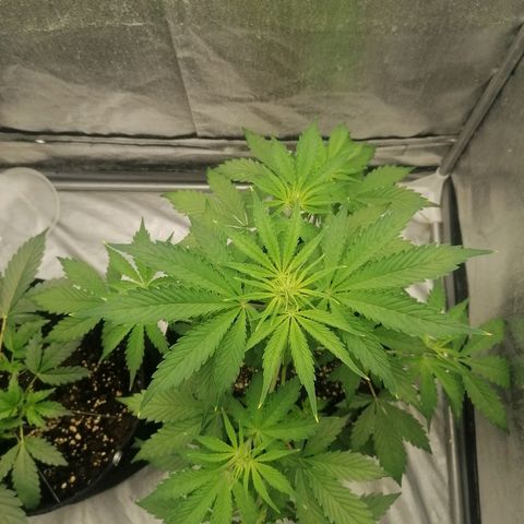 Northern Light Automatic growlog timeline photo