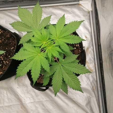 Northern Light Automatic growlog timeline photo