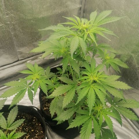 Northern Light Automatic growlog timeline photo