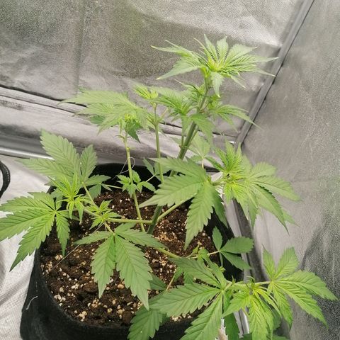 Northern Light Automatic growlog timeline photo