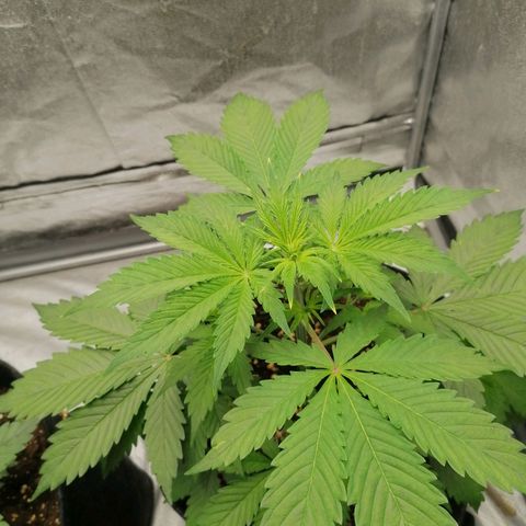 Northern Light Automatic growlog timeline photo