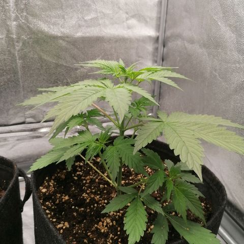 Northern Light Automatic growlog timeline photo