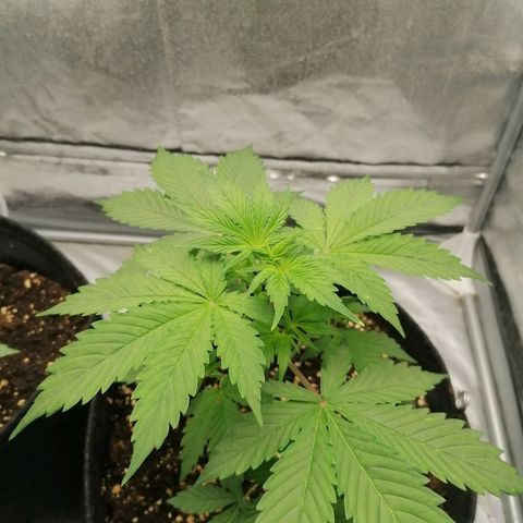 Northern Light Automatic growlog timeline photo