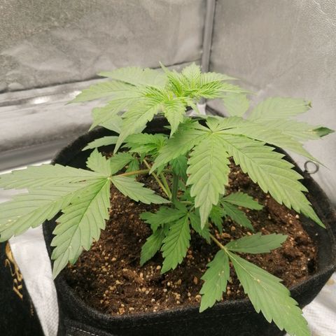 Northern Light Automatic growlog timeline photo