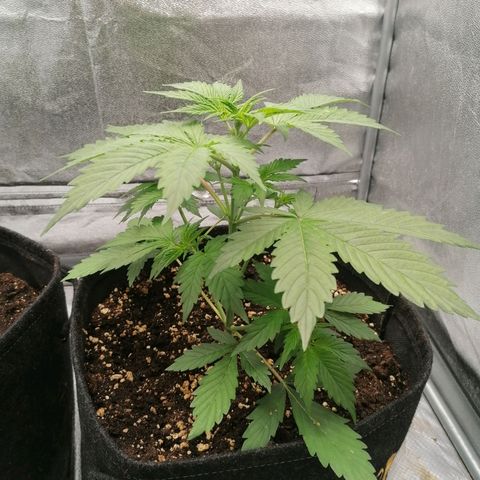 Northern Light Automatic growlog timeline photo