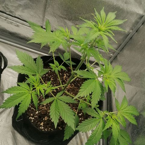 Northern Light Automatic growlog timeline photo
