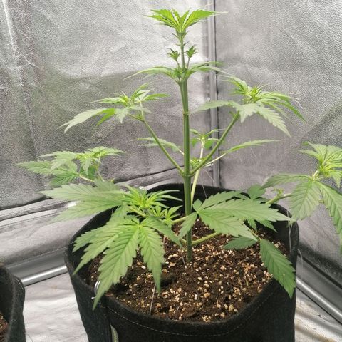 Northern Light Automatic growlog timeline photo