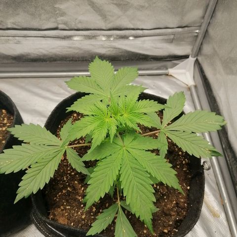 Northern Light Automatic growlog timeline photo