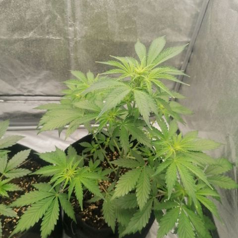 Northern Light Automatic growlog timeline photo