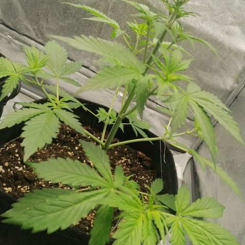 Northern Light Automatic growlog timeline photo