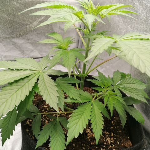Northern Light Automatic growlog timeline photo
