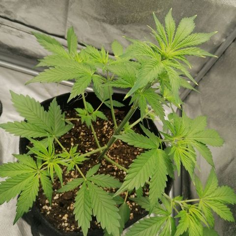 Northern Light Automatic growlog timeline photo