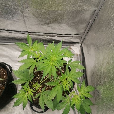 Northern Light Automatic growlog timeline photo