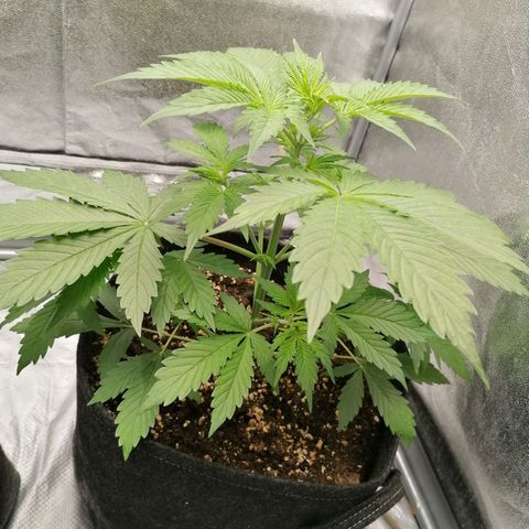 Northern Light Automatic growlog timeline photo