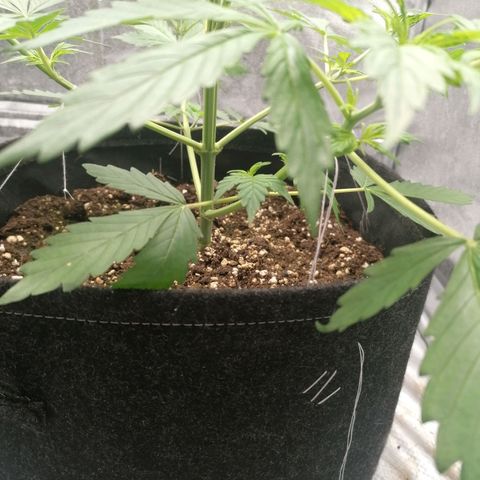 Northern Light Automatic growlog timeline photo