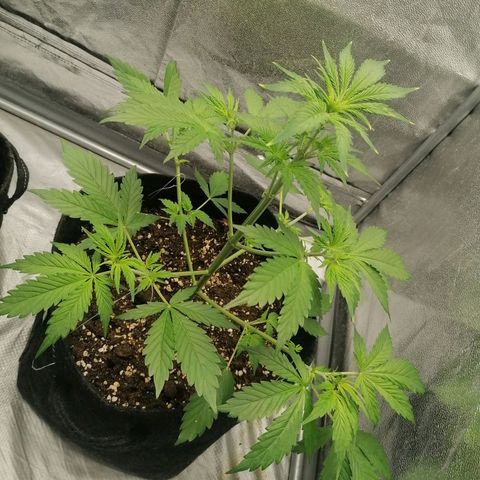 Northern Light Automatic growlog timeline photo