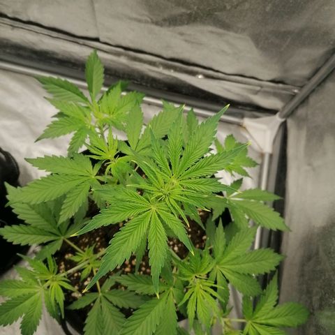 Northern Light Automatic growlog timeline photo