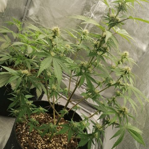 Northern Light Automatic growlog timeline photo