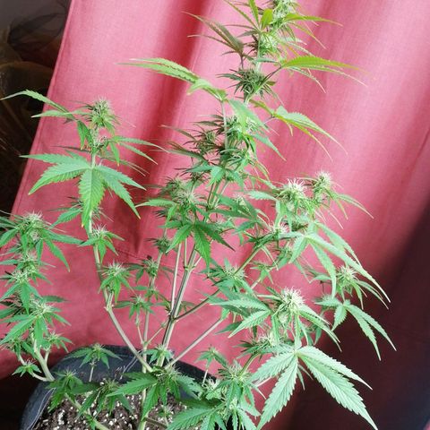 Northern Light Automatic growlog timeline photo
