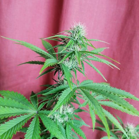 Northern Light Automatic growlog timeline photo
