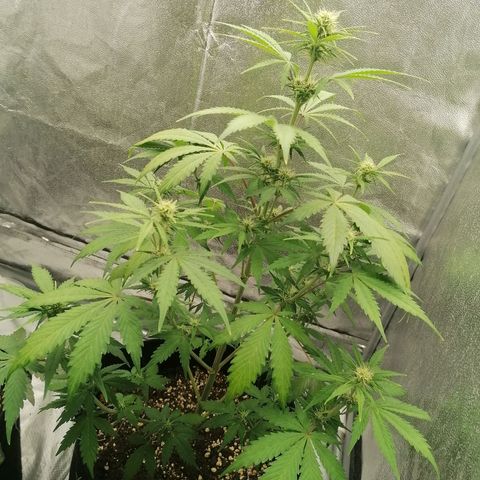 Northern Light Automatic growlog timeline photo