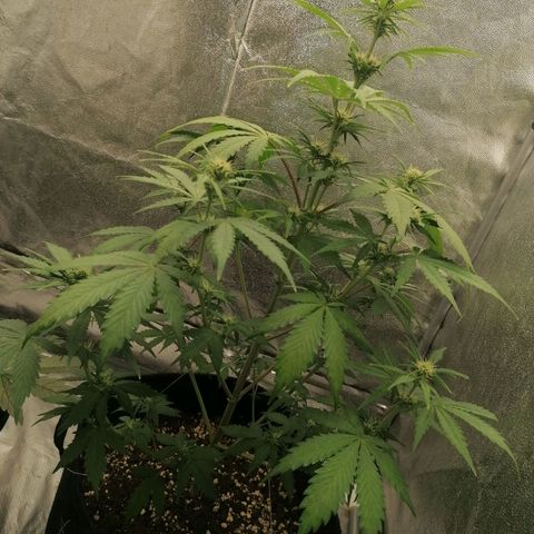 Northern Light Automatic growlog timeline photo